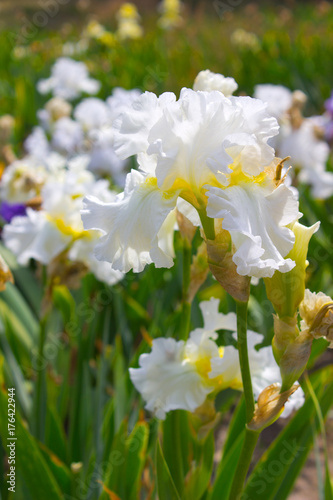 Fototapeta Naklejka Na Ścianę i Meble -  Iris Flower