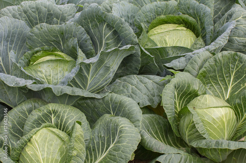 cabbage harvest