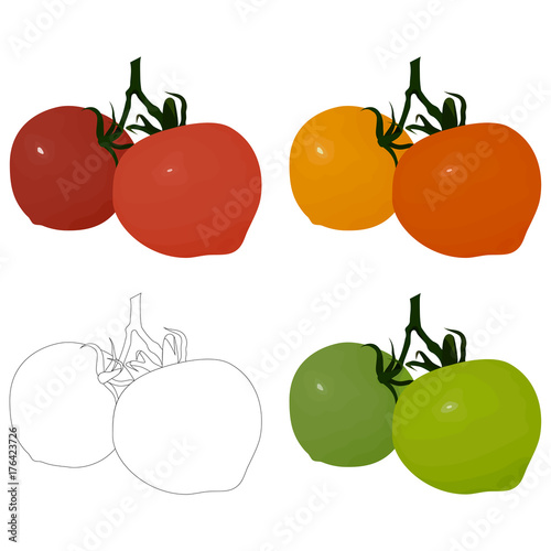 Set of images of a tomato on a branch. Painted red, orange, yellow and green tomatoes, a contour of tomatoes. Vector eps10.