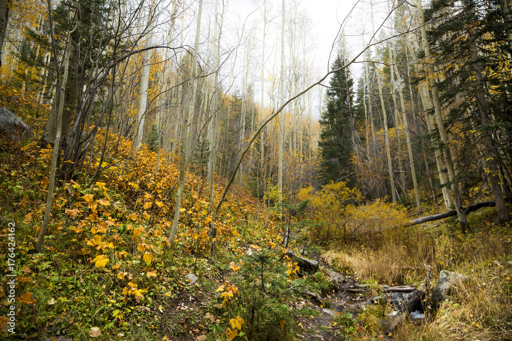 Obraz premium A low wide view of the forest floor covered in freshly fallen autumn foliage on an a cloudy day