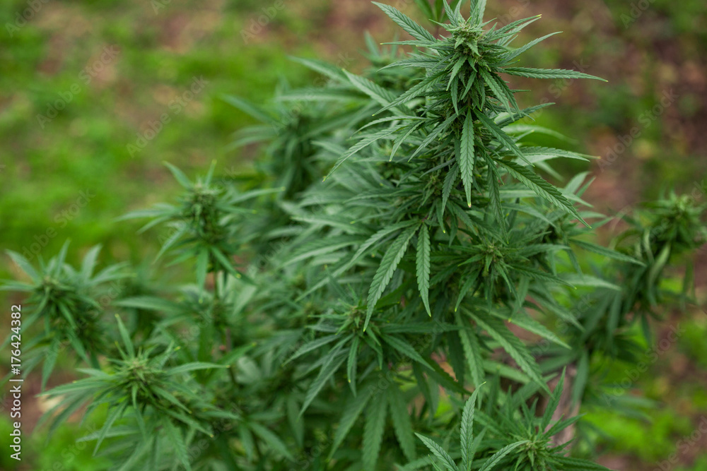 beautiful photo of marijuana close-up of thick foliage