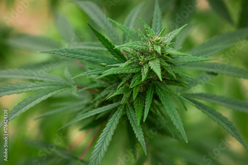 beautiful photo of marijuana close-up of thick foliage