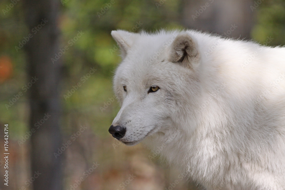 loup loup