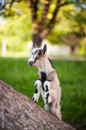 .beautiful goat s photo climbed onto the tree