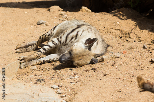 Striped hyena rest after night hunting photo