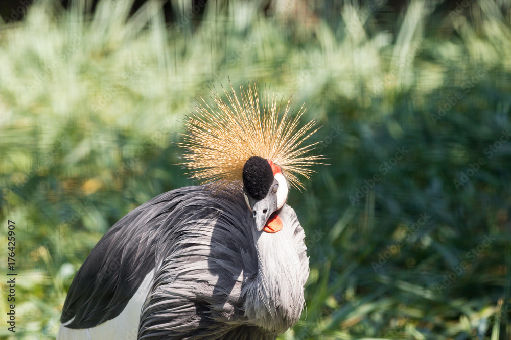 Fototapeta premium Gray Crowned Crane in Mapungubwe National Park, Limpopo, South Africa