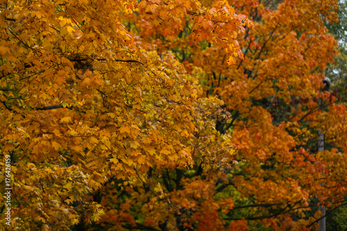 Colorful autumn red green yellow trees