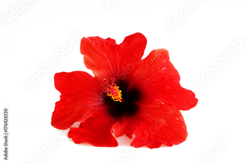 Red flower hibiscus family Malvaceae on a white background. Isolated © wolfness72