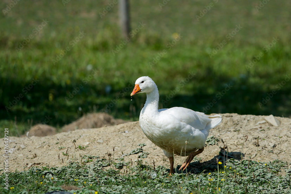 Gans Gans