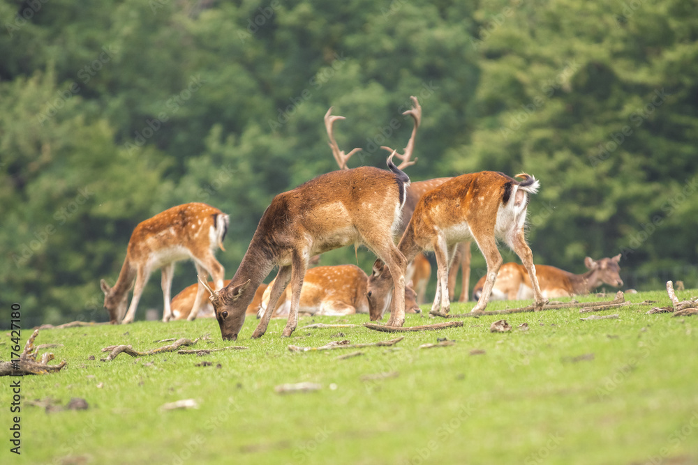 Fallow deer running wild Fallow deer running wild