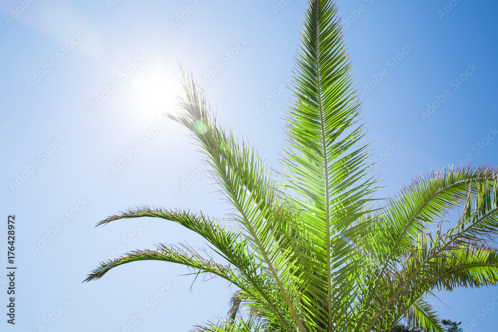 Branch of palm trees on blue sky background, bulgaria Branch of palm trees on blue sky background, bulgaria