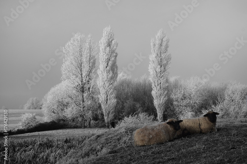 Moutons normands photo