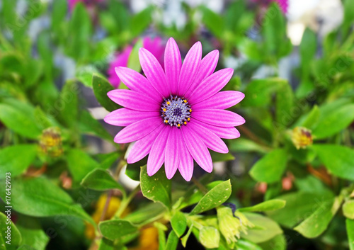 blooming purple daisy with blur natural background - spring flowers