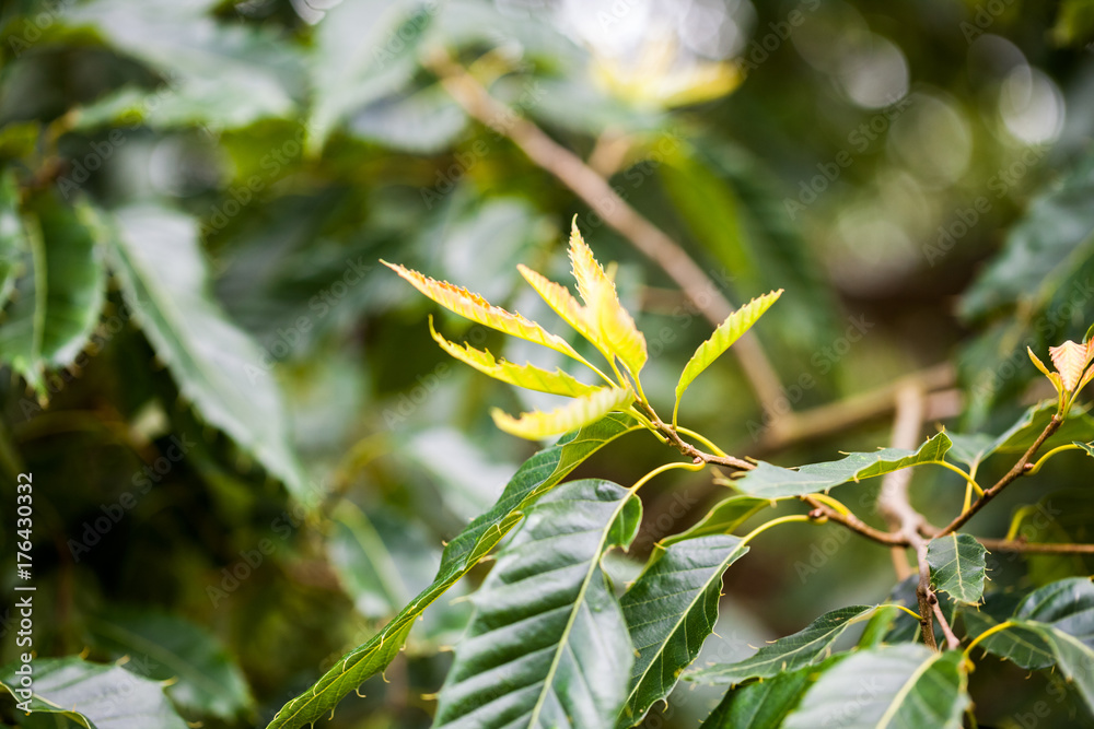 Quercus turner (Turner s oak)- tree and details Quercus turner (Turner s oak)- tree and details