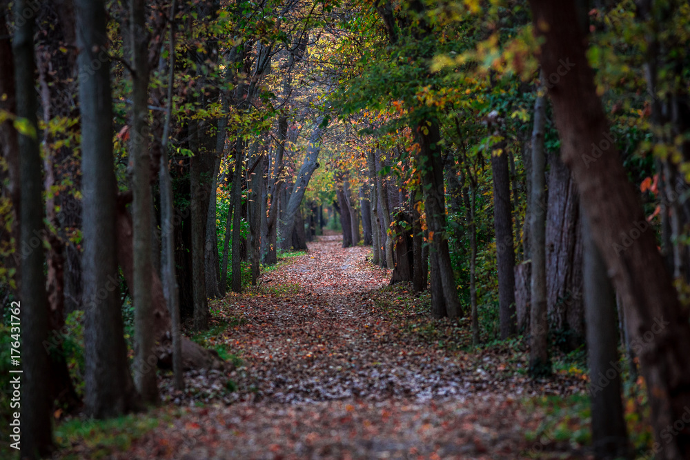 Fototapeta premium sidecut path