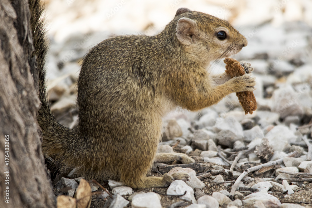 Naklejka premium Scoiattolo