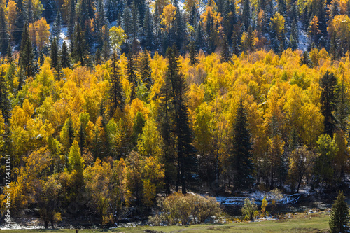 Autumn bright yellow forest in the Altai mountains, Russia.