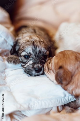 Little puppies being affective to each other on white sheets