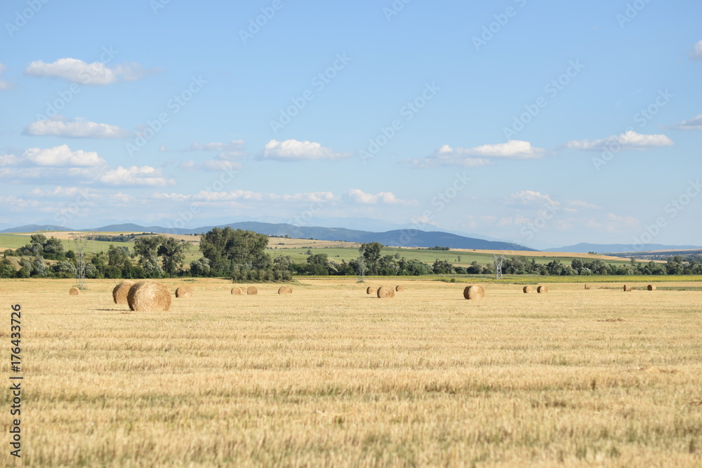Bale of hay in the field 16