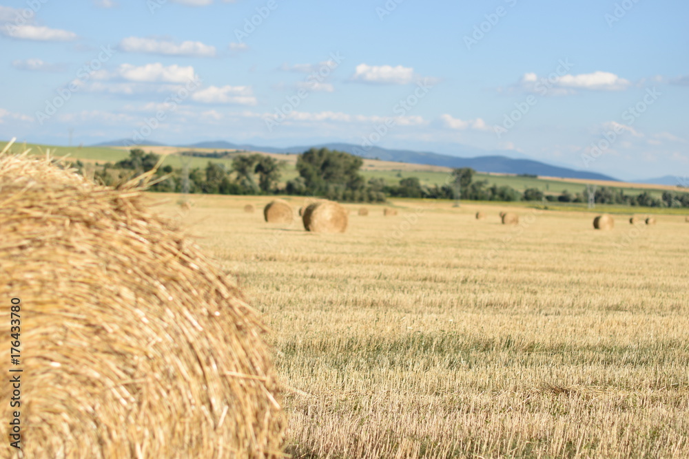 Bale of hay in the field 14