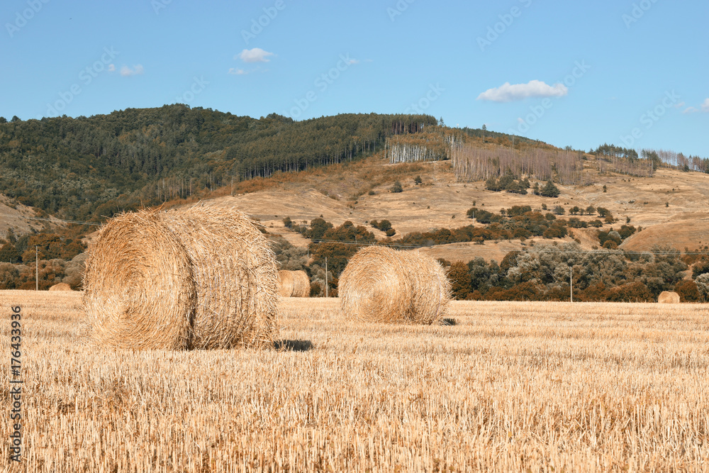 Bale of hay in the field 10