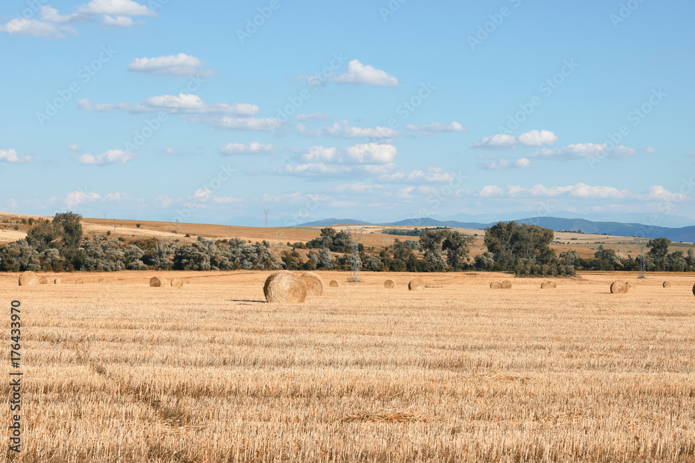 Bale of hay in the field 09