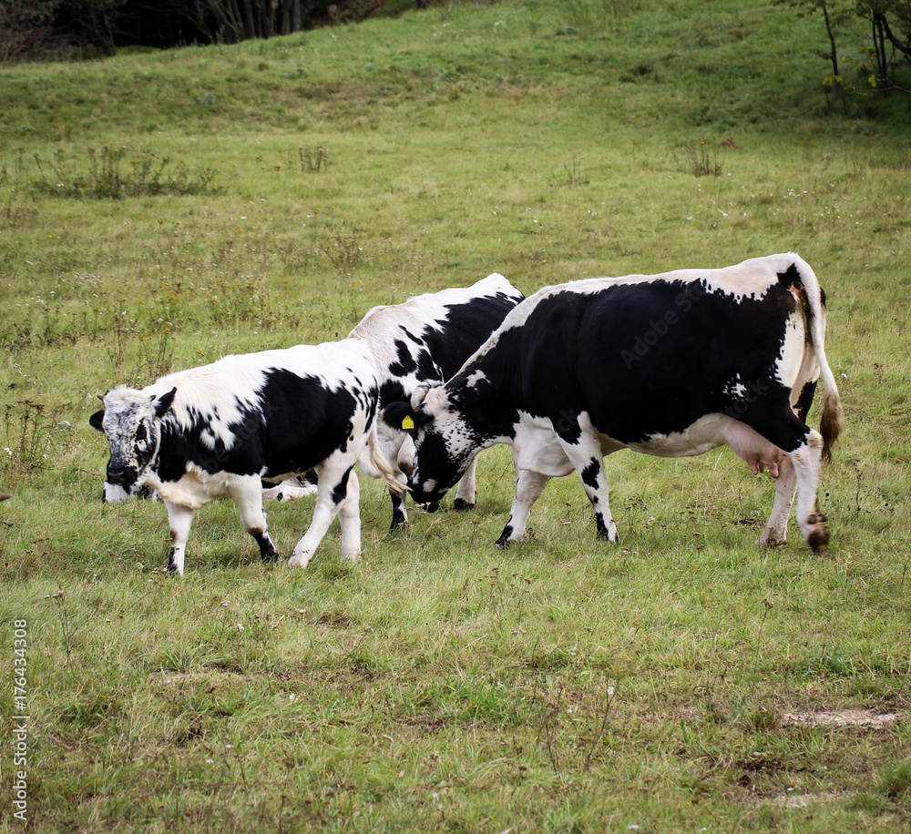 Kuh, Kühe, Rinder auf der Weide 