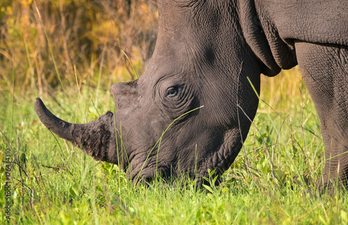 Closeup of single male white rhino in the South African bush
