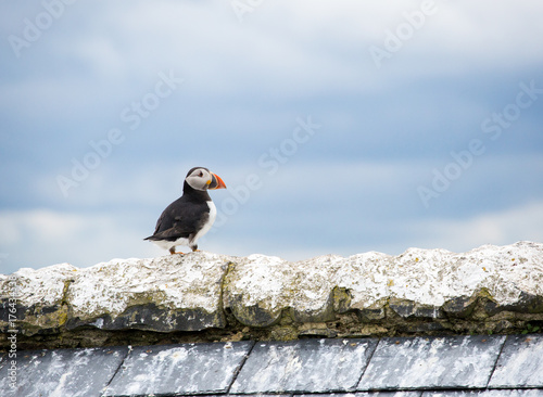 A lone puffin photo