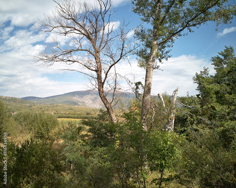 Obraz premium Dead tree