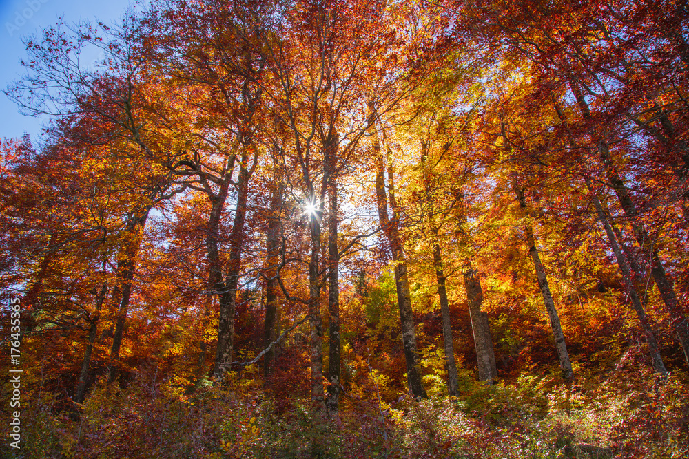 Fototapeta premium Forest on fire