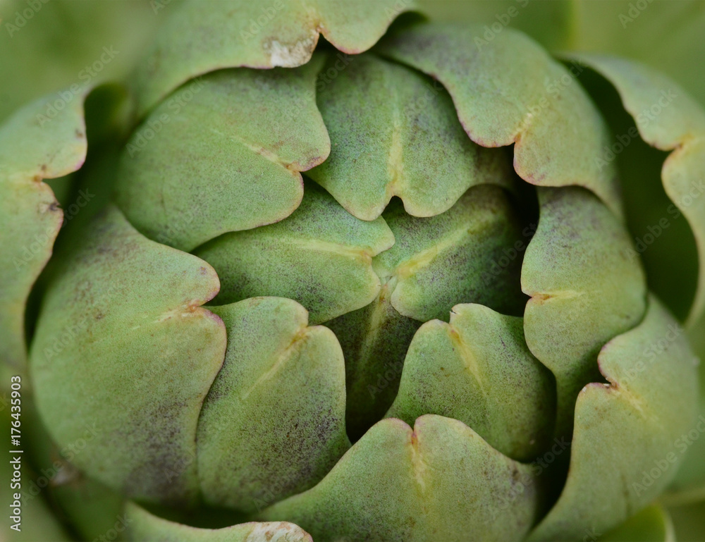 Fototapeta premium Artichoke in macro