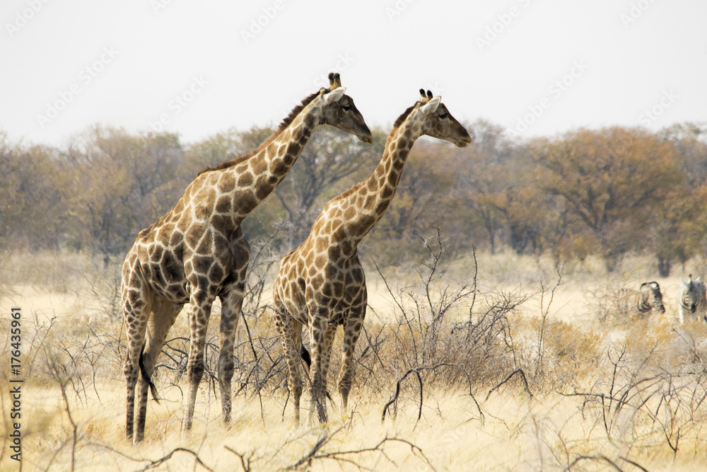 Fototapeta premium Giraffe