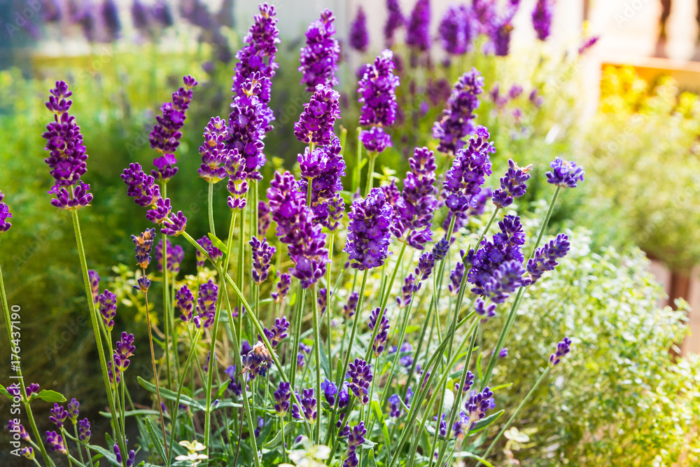 Obraz premium Lavender lilac flowers shine in the sun. A subtle flavor. Summer.