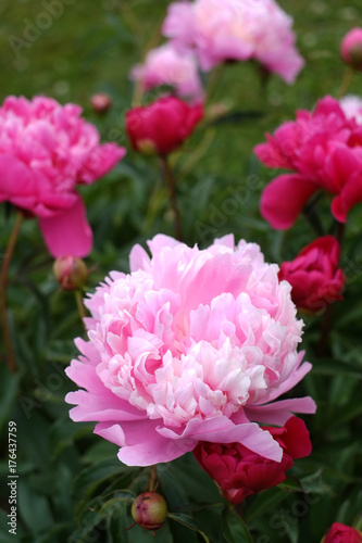 Peonies growing in a garden