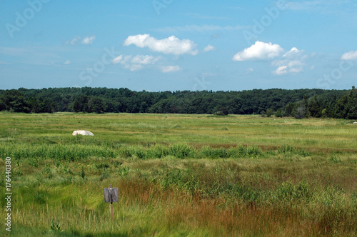 Essex Marsh