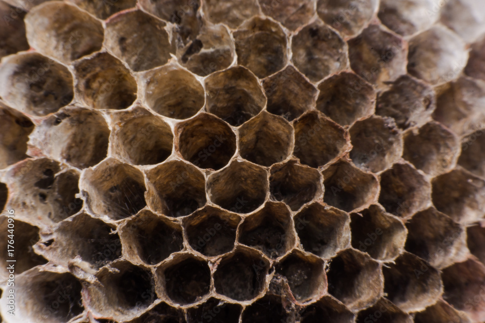Close up Hornet's nest is polist with honey reserves in honeycombs. Close up Hornet's nest is polist with honey reserves in honeycombs.