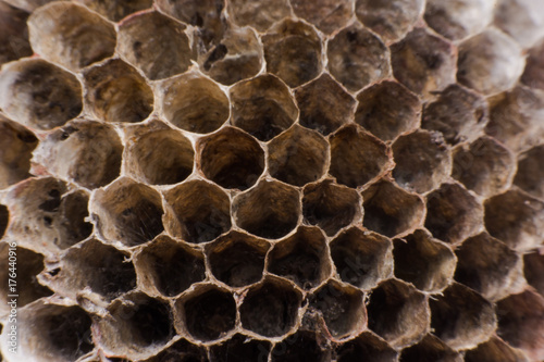 Close up Hornet's nest is polist with honey reserves in honeycombs.
