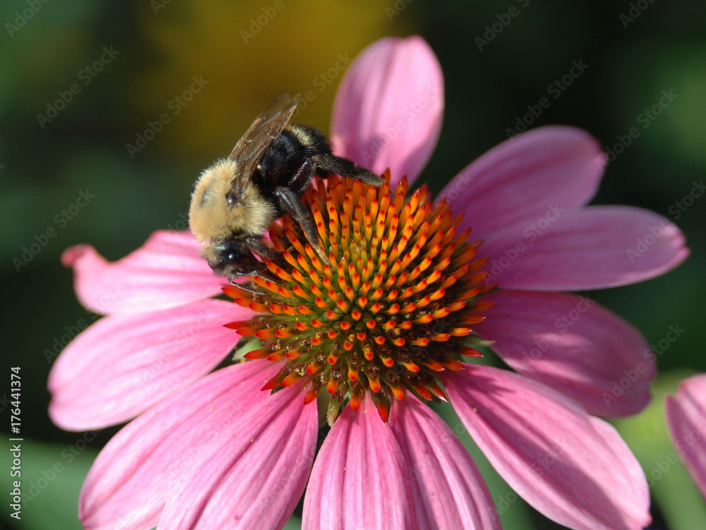 Bee on Echinacea Bee on Echinacea