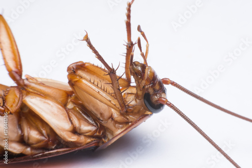 close up cockroach on white background