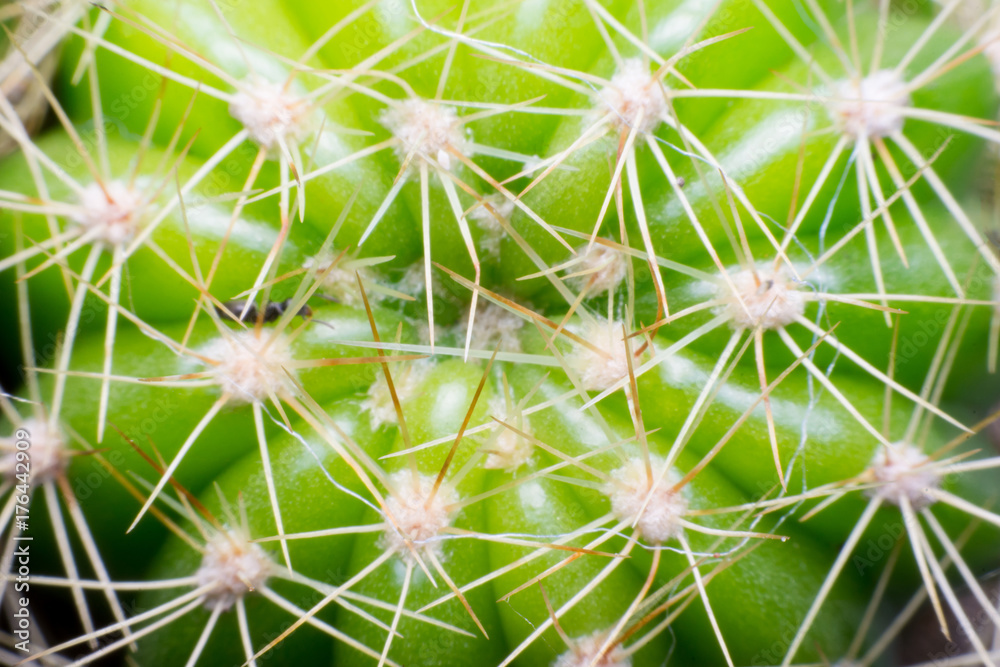 close up macro of a cactus with morning dew on it close up macro of a cactus with morning dew on it