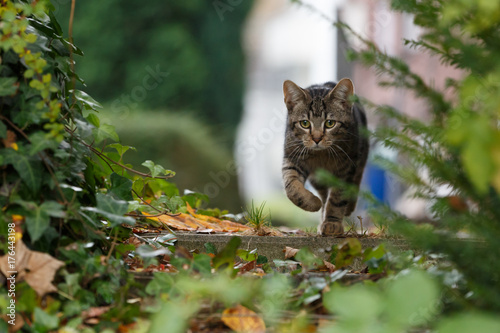 Photos Kätzchen im Herbst