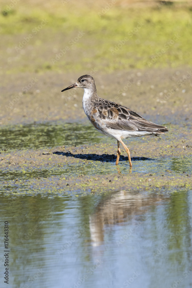 Ave limícola combatiente (Philomachus pugnax) posada en la orilla de una laguna Ave limícola combatiente (Philomachus pugnax) posada en la orilla de una laguna