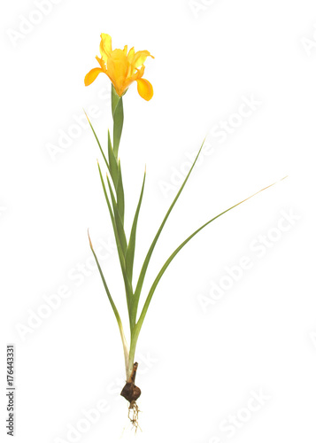 dutch yellow iris on isolated white background