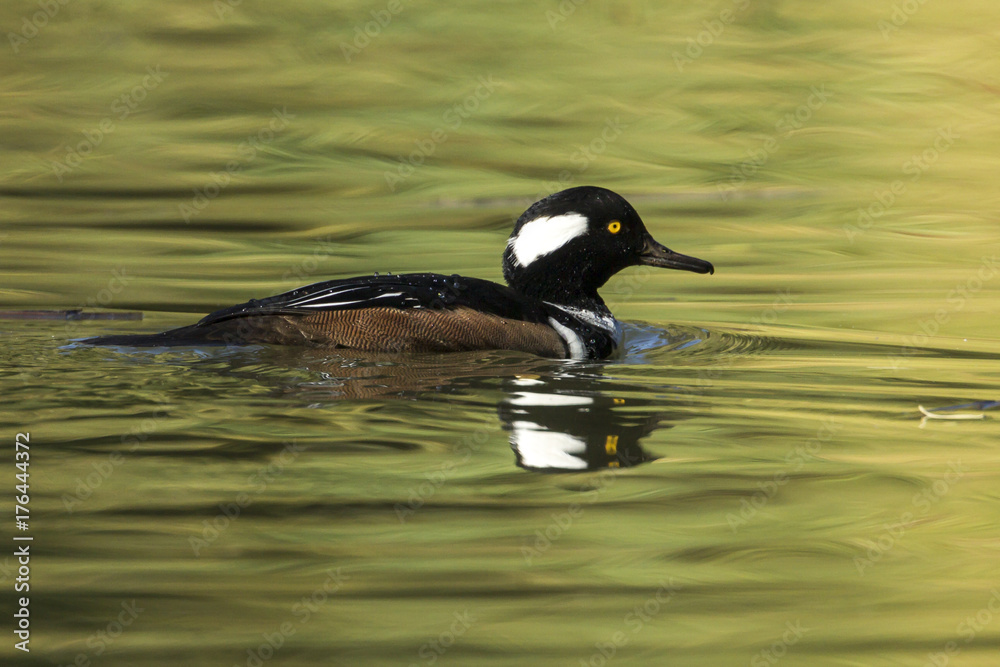 Male hooded merganser in lake at Cannon Hill Park in Spokane, Washington. Male hooded merganser in lake at Cannon Hill Park in Spokane, Washington.