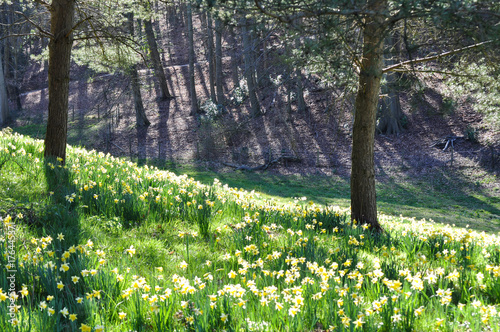 A bank of daffodils in a wood