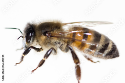 abeille sur fond blanc © Lenaick
