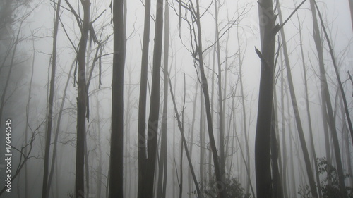 silhouette trees through the fog