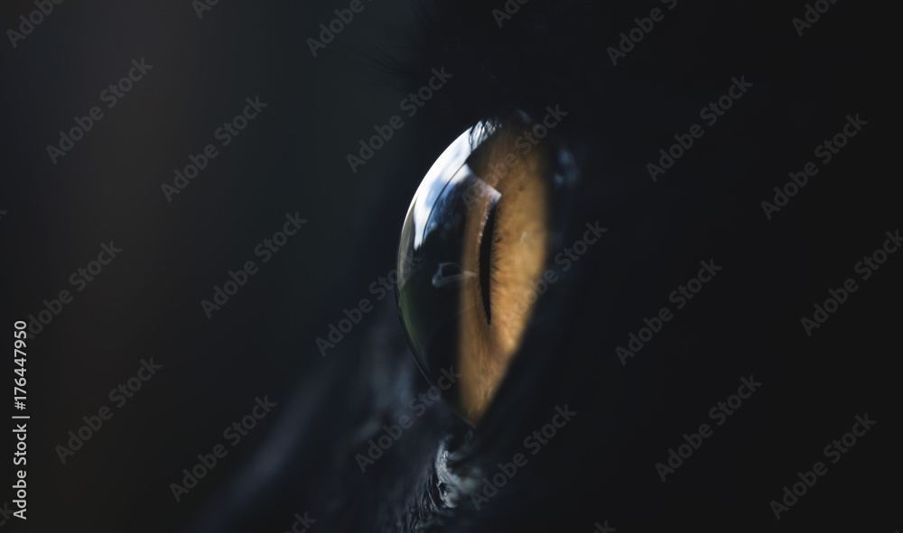 Fototapeta premium Cat's eye