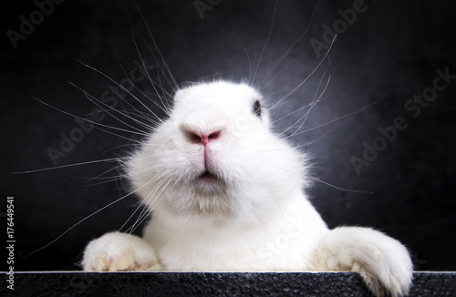 
White rabbit on the black background in the studio